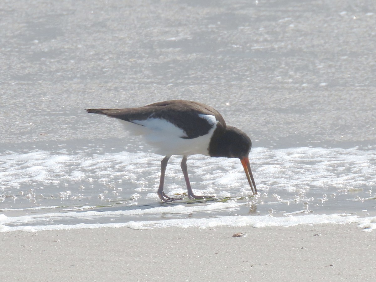 Eurasian Oystercatcher - ML610637317