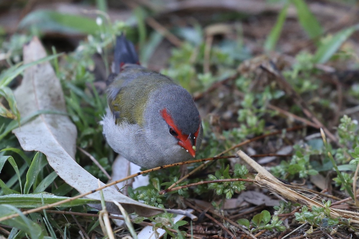 Red-browed Firetail - ML610637324