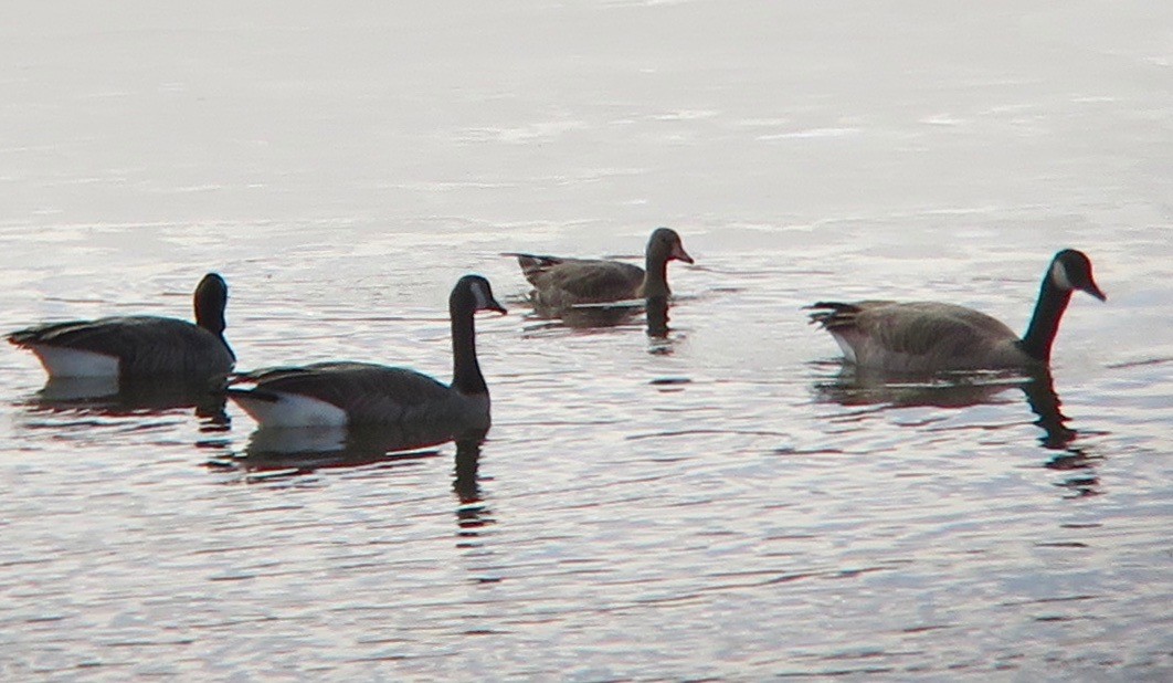 Greater White-fronted Goose - ML610637341