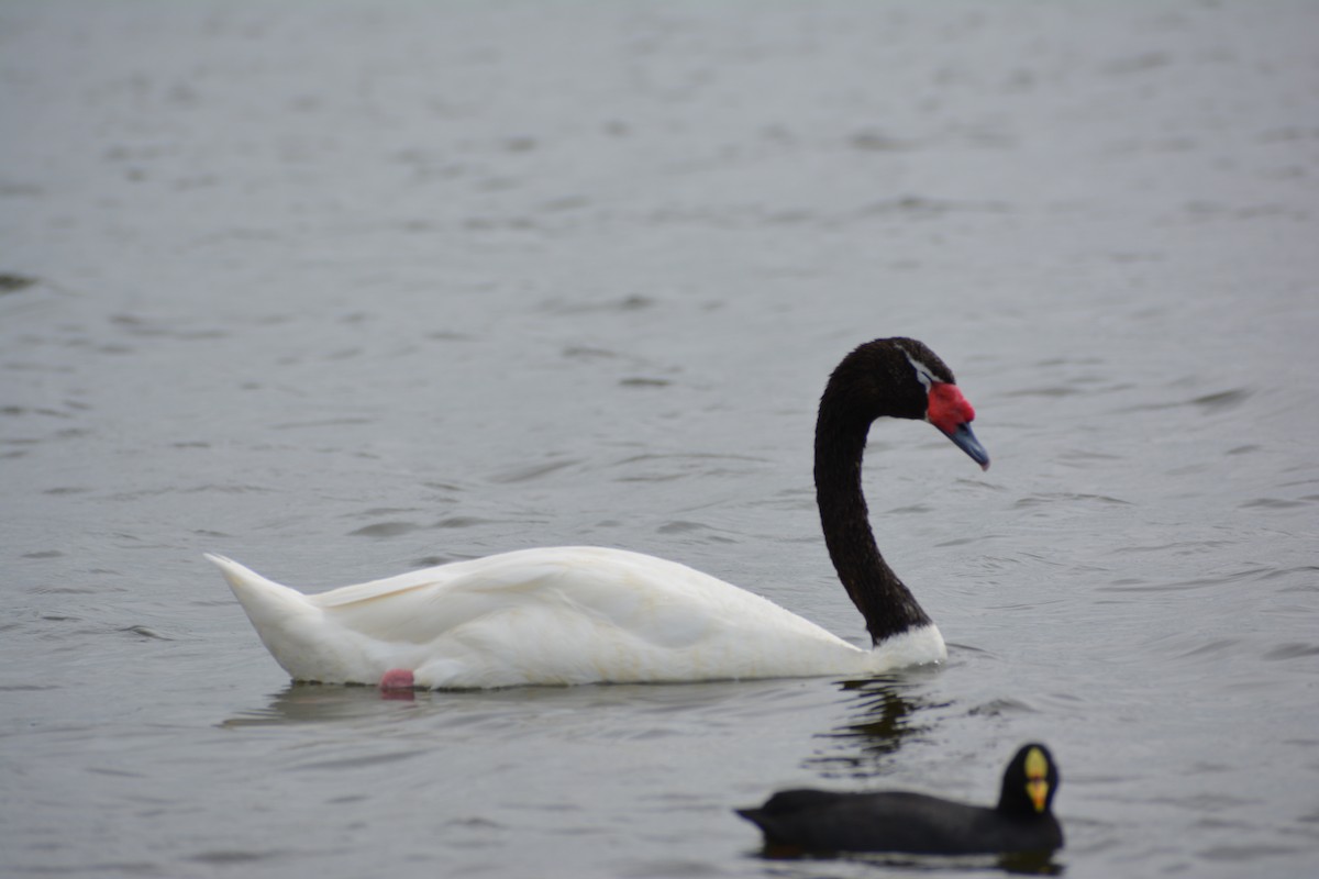 Black-necked Swan - ML610637393