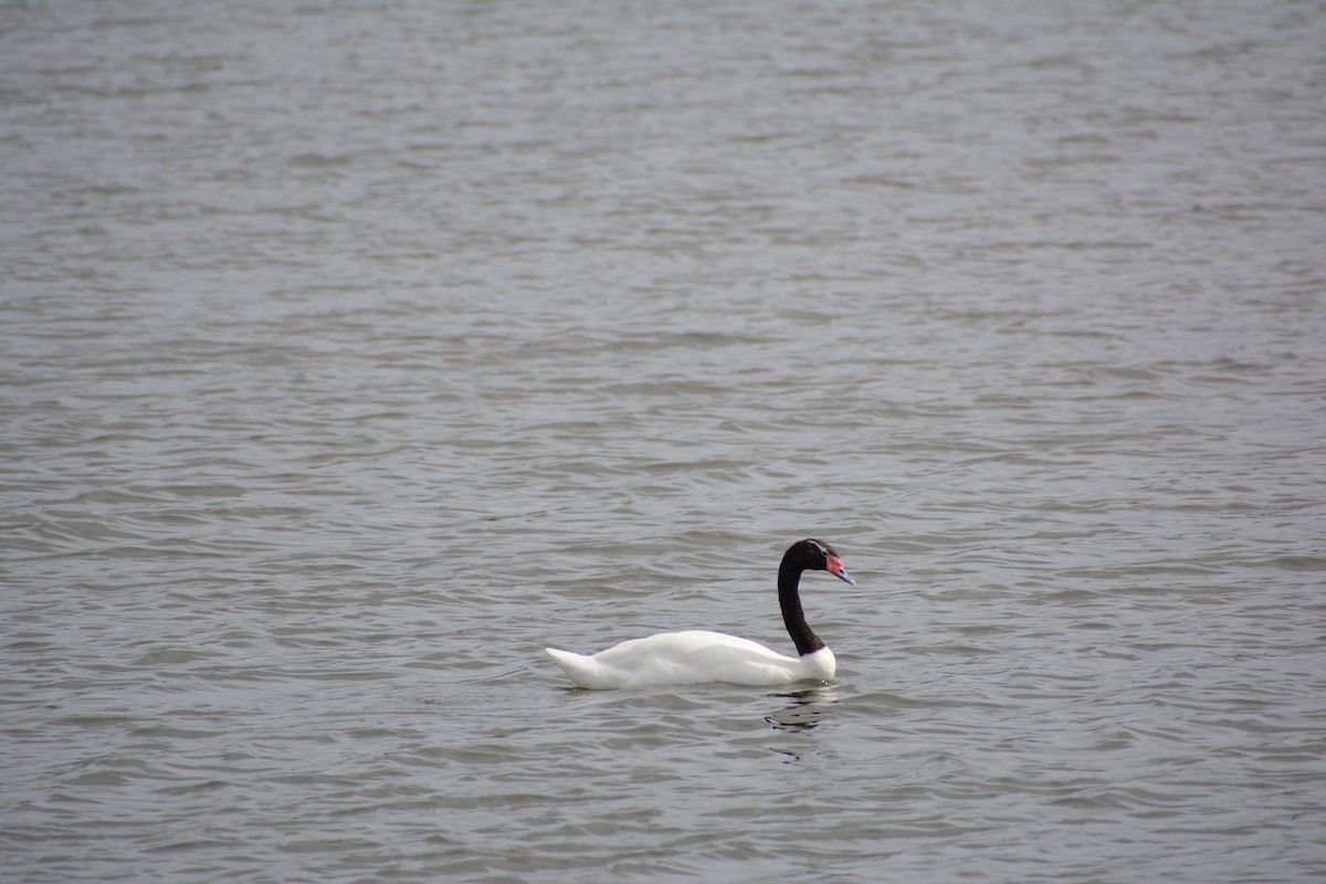 Black-necked Swan - ML610637396