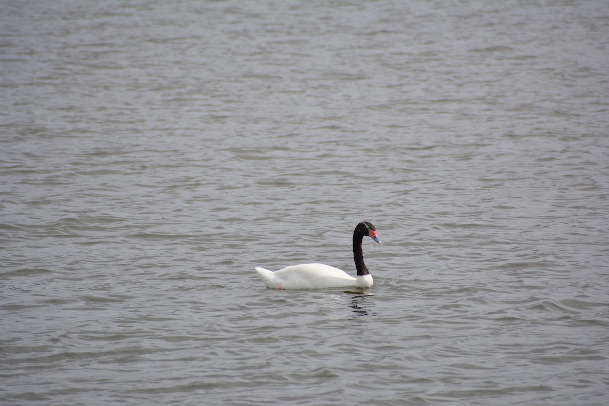 Black-necked Swan - ML610637398