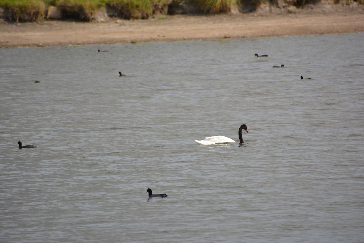 Black-necked Swan - ML610637399