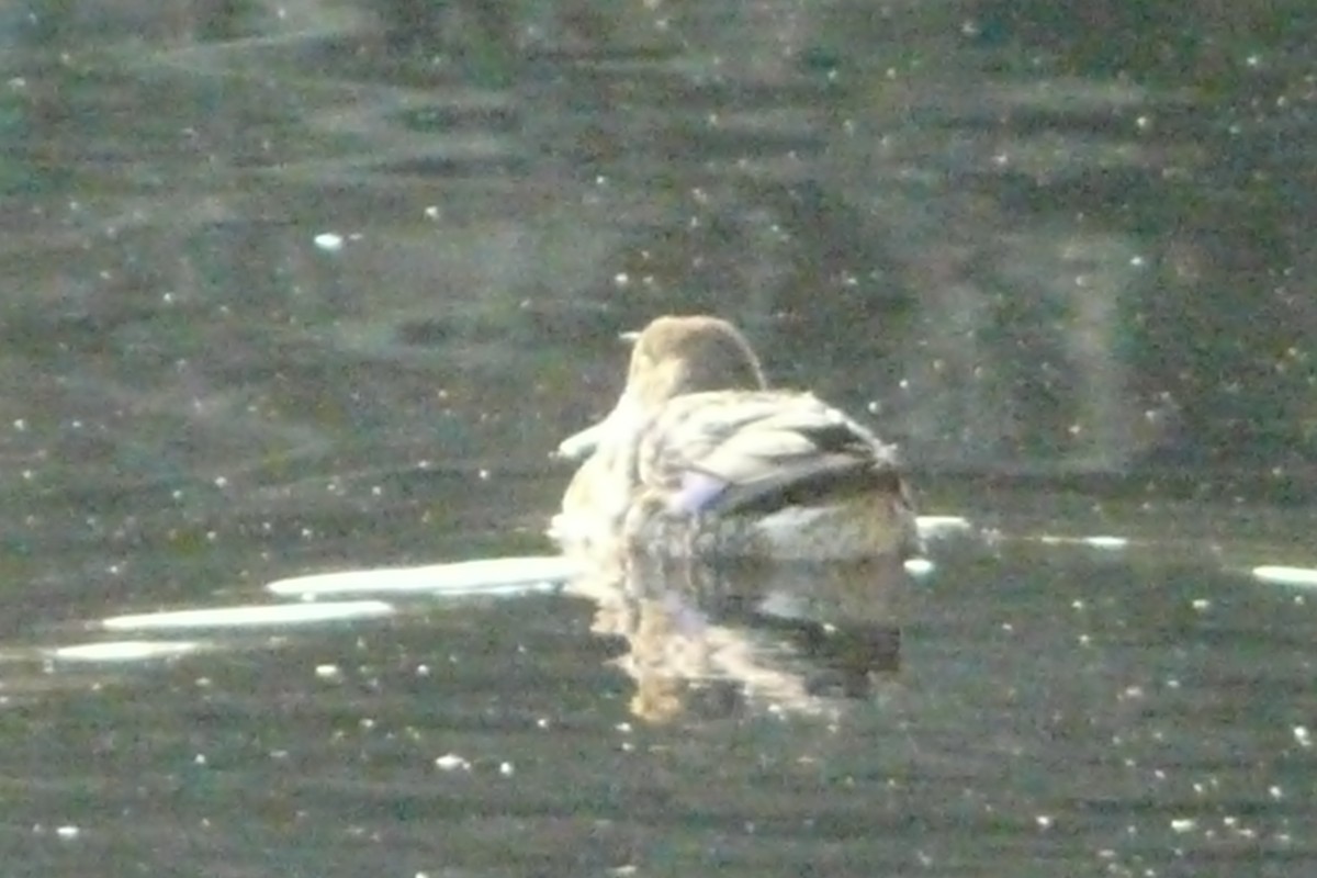 Green-winged Teal - ML610637419