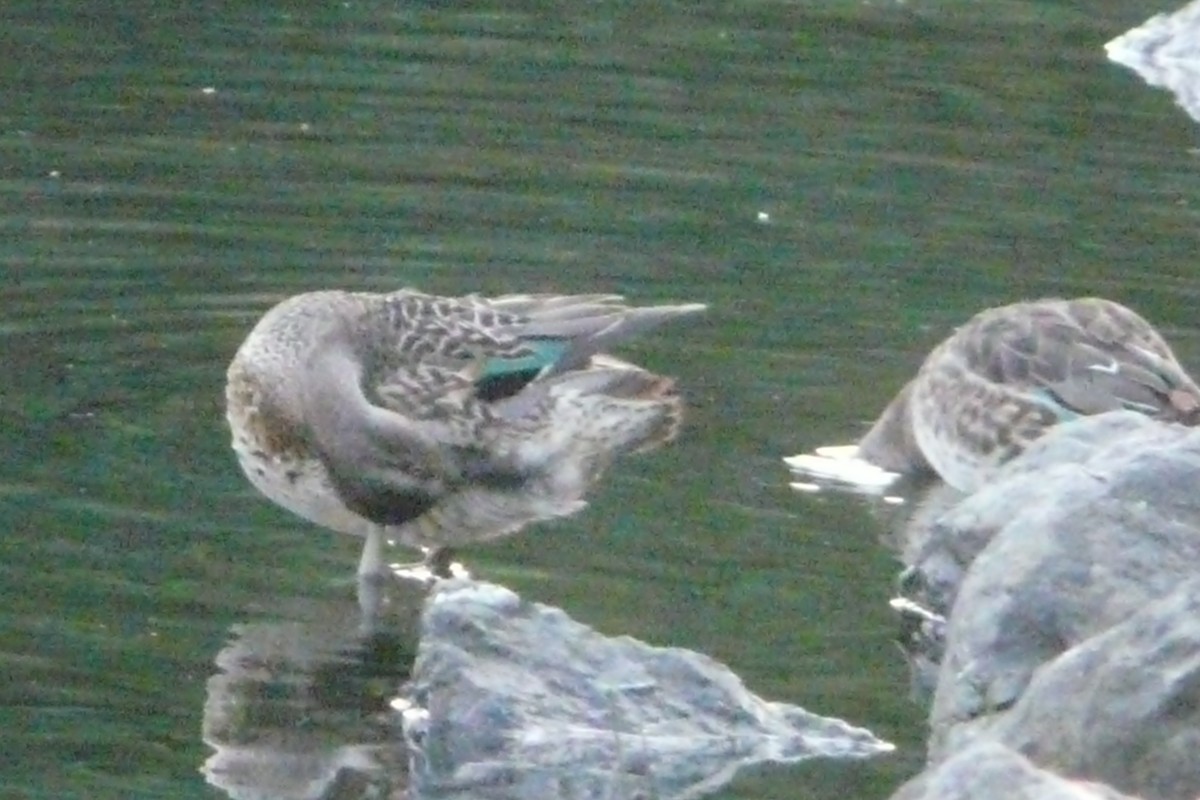 Green-winged Teal - Daniel Scali