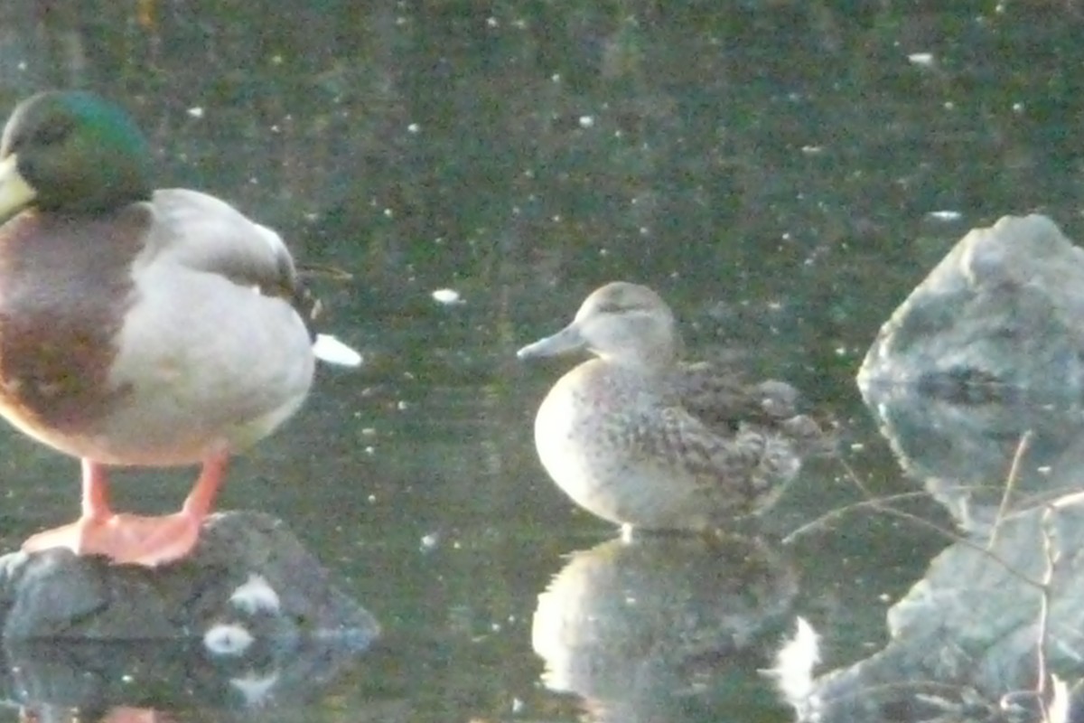 Green-winged Teal - Daniel Scali