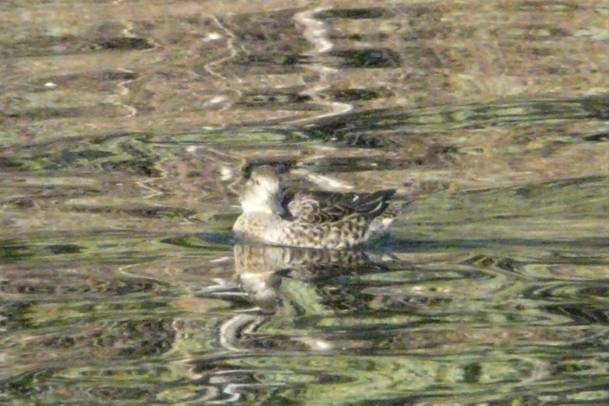 Green-winged Teal - Daniel Scali