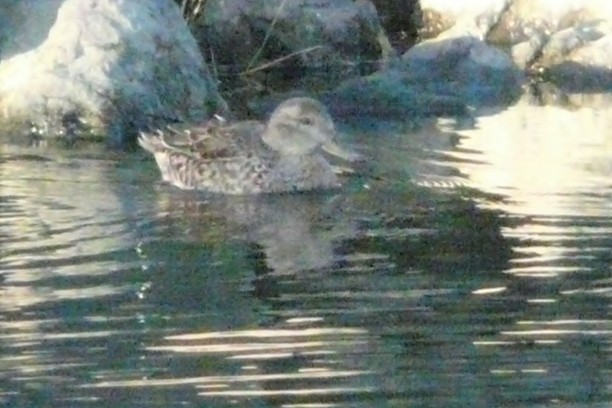 Green-winged Teal - Daniel Scali