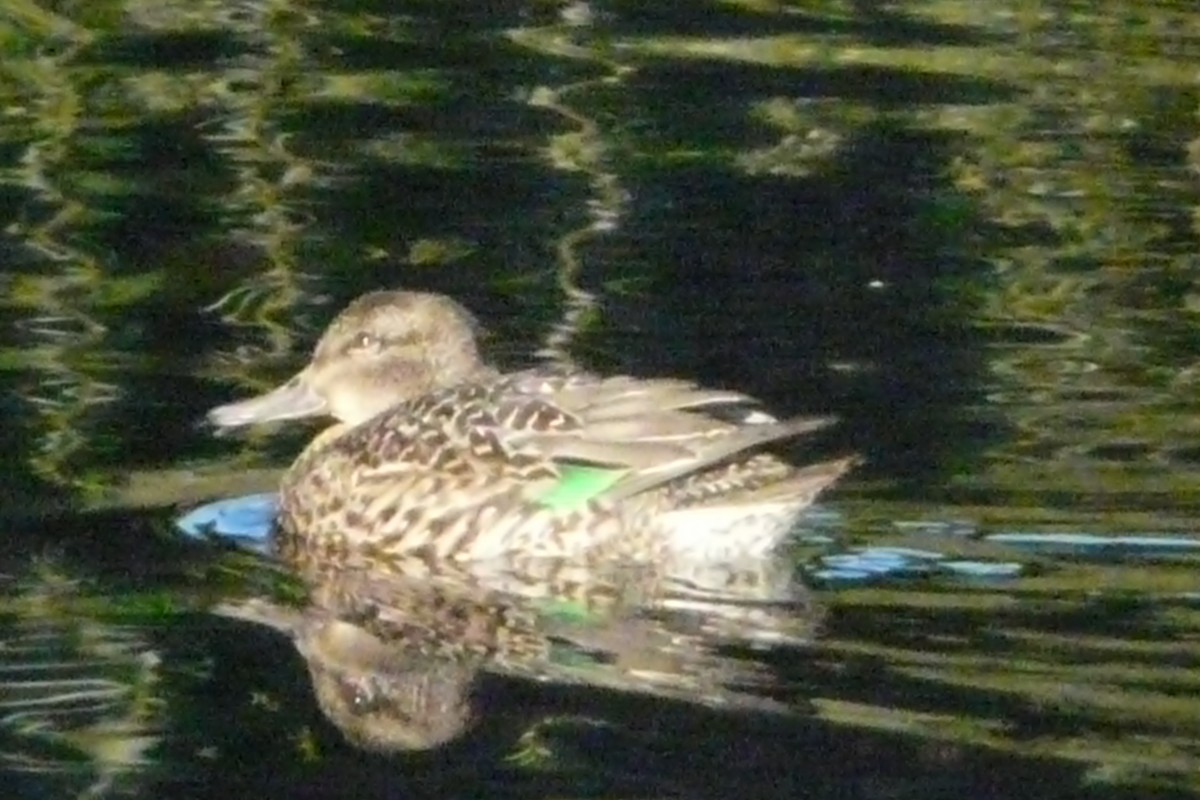 Green-winged Teal - Daniel Scali