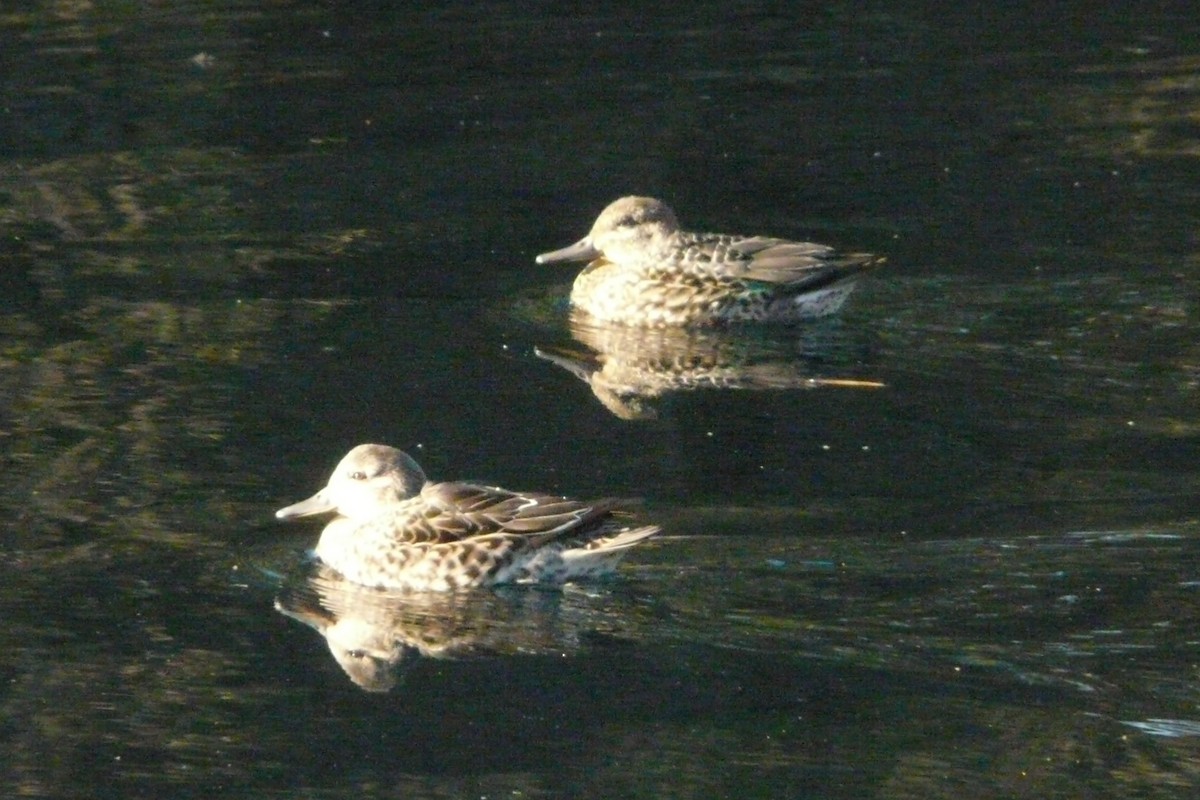 Green-winged Teal - Daniel Scali