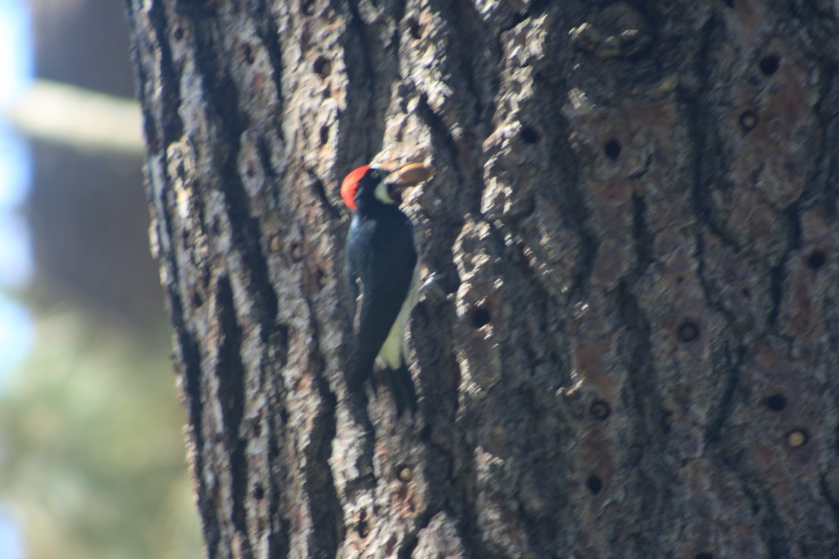 Acorn Woodpecker - evelyn chang