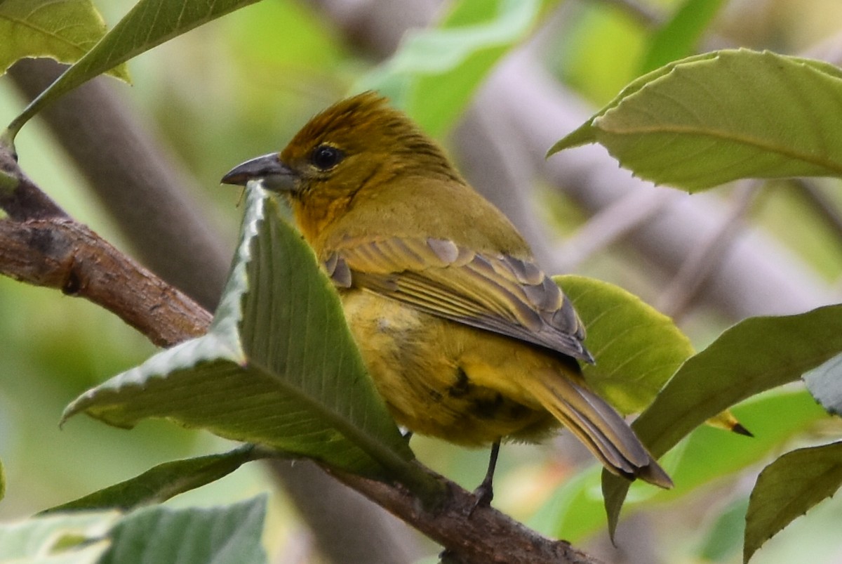 Hepatic Tanager - ML610637557