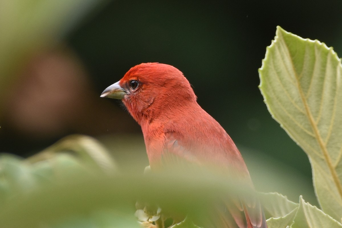 Hepatic Tanager - ML610637558