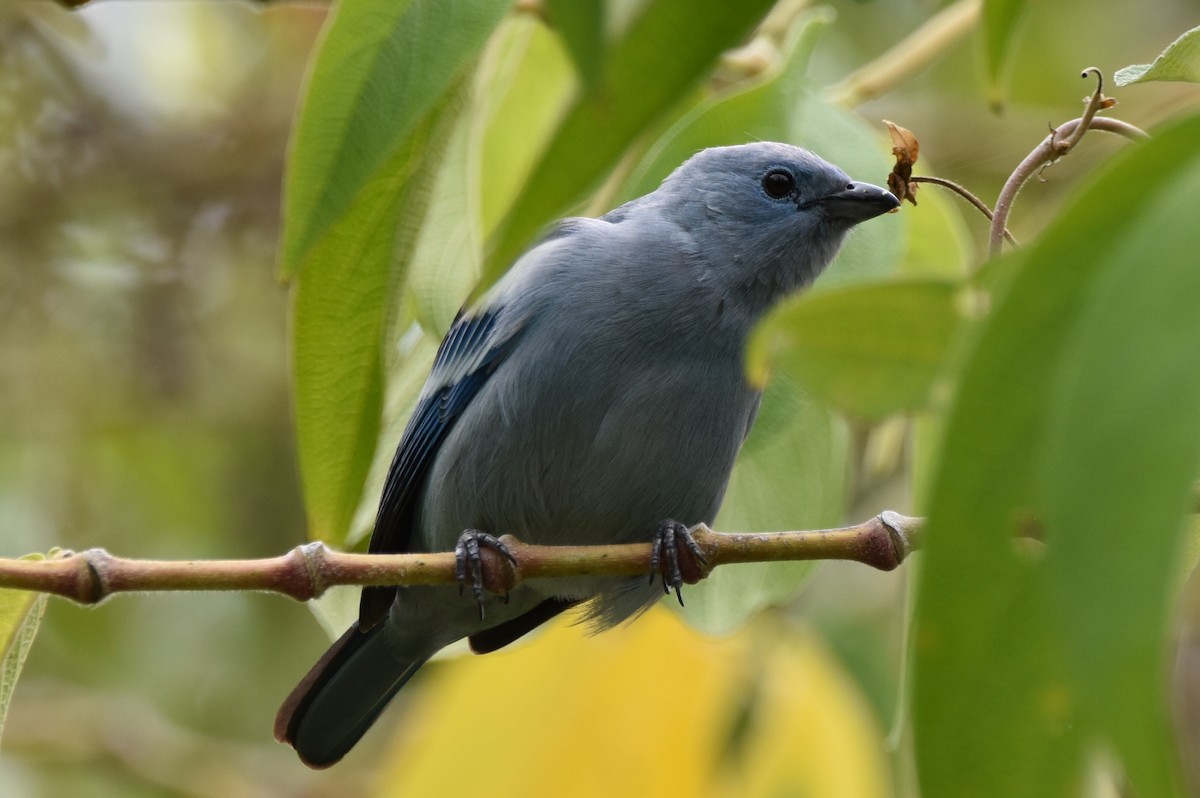 Blue-gray Tanager - ML610637565