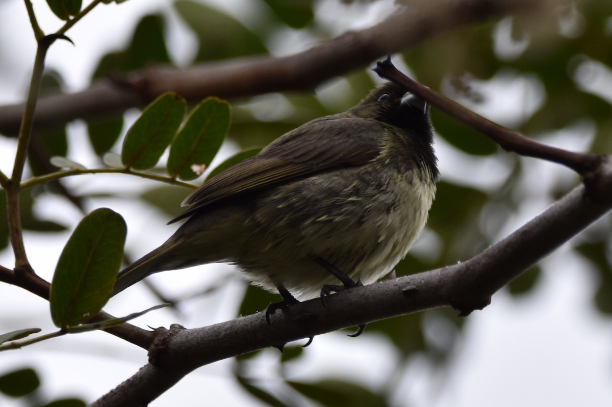 Yellow-bellied Seedeater - ML610637569