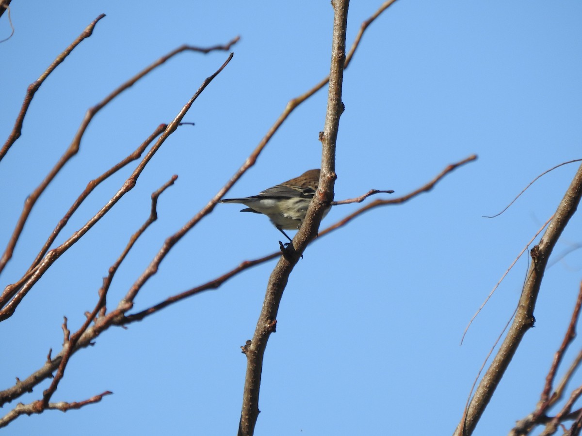 Yellow-rumped Warbler - ML610637580