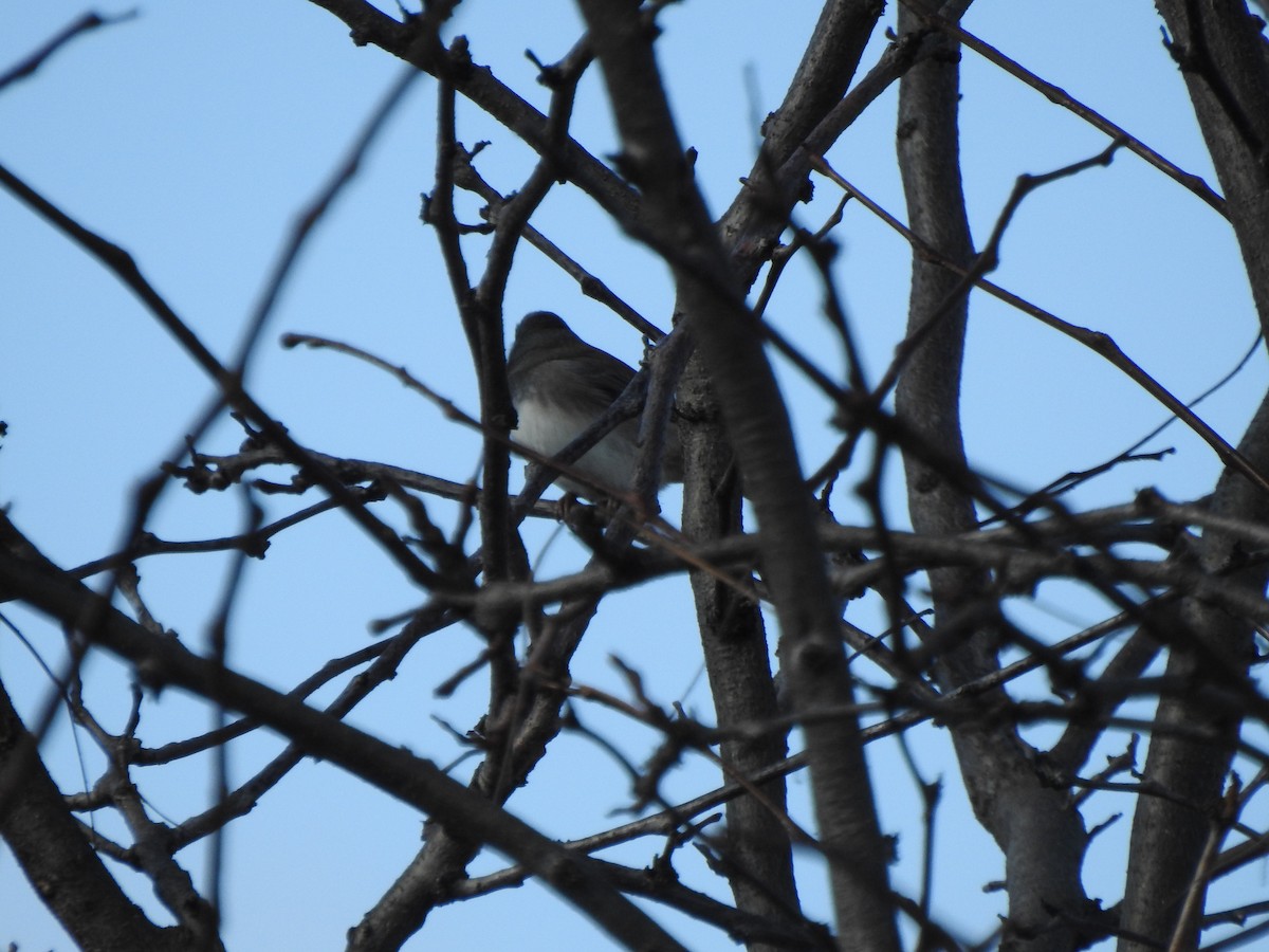 Dark-eyed Junco - ML610637583