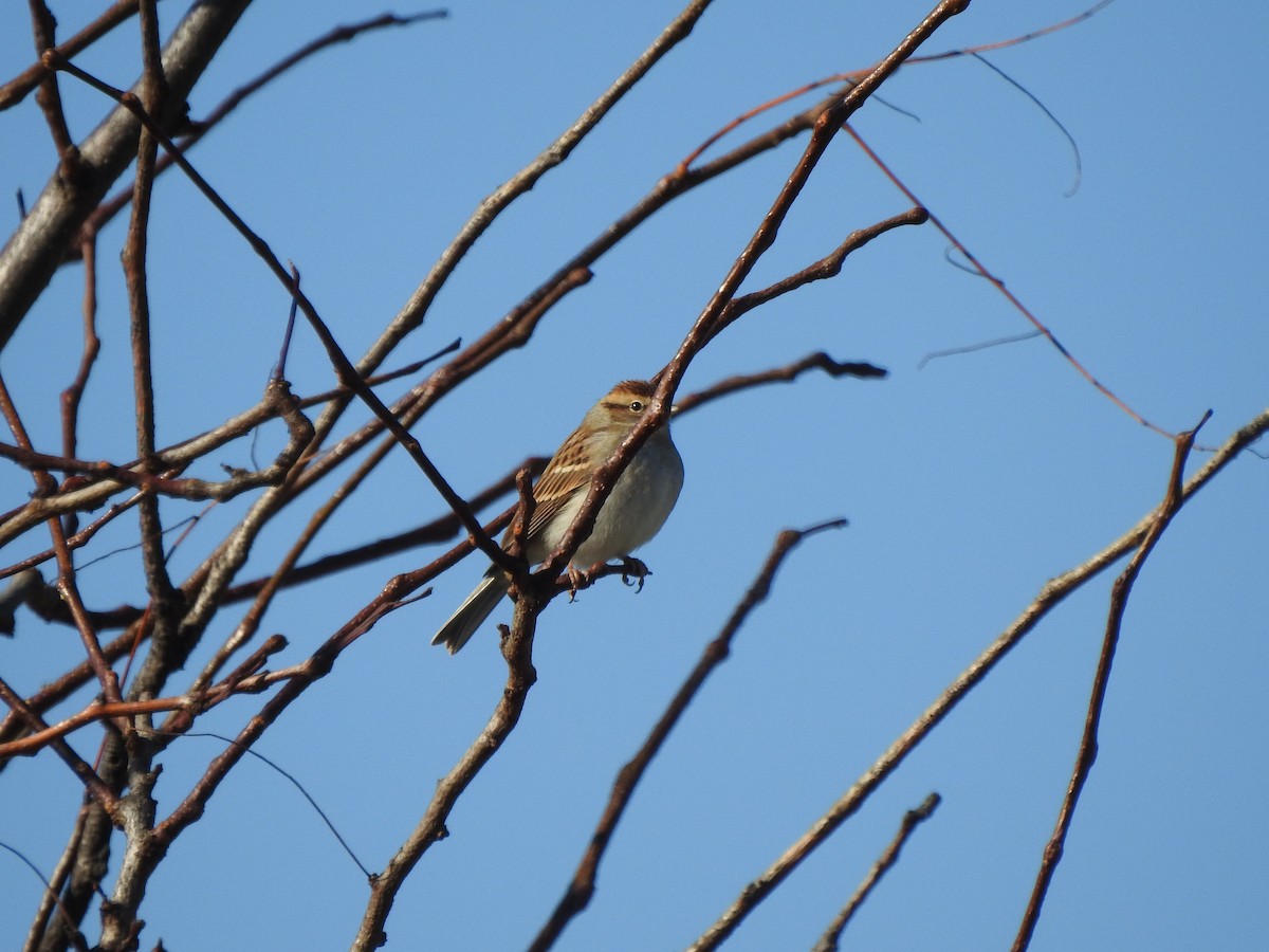 Chipping Sparrow - ML610637585