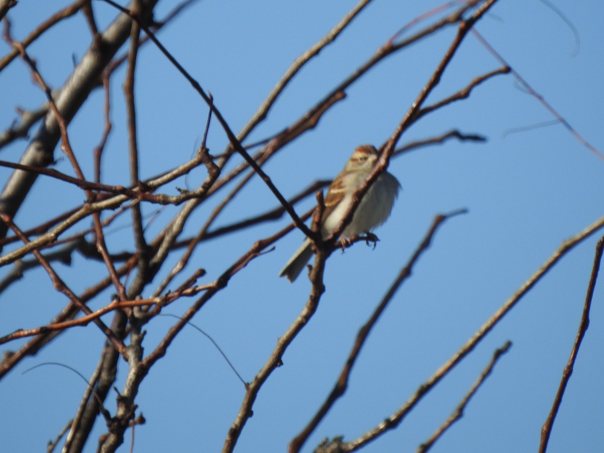 Chipping Sparrow - ML610637586