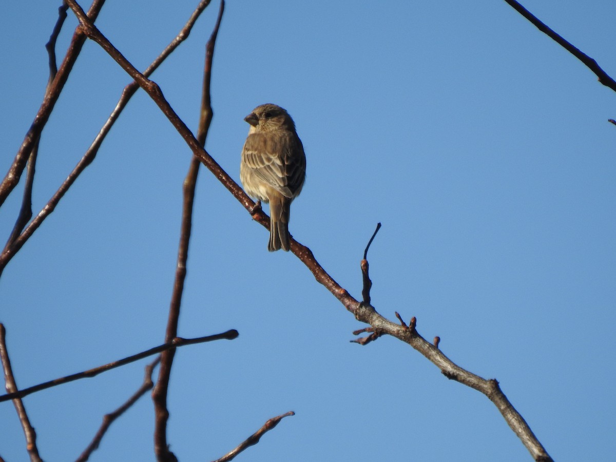 House Finch - ML610637588