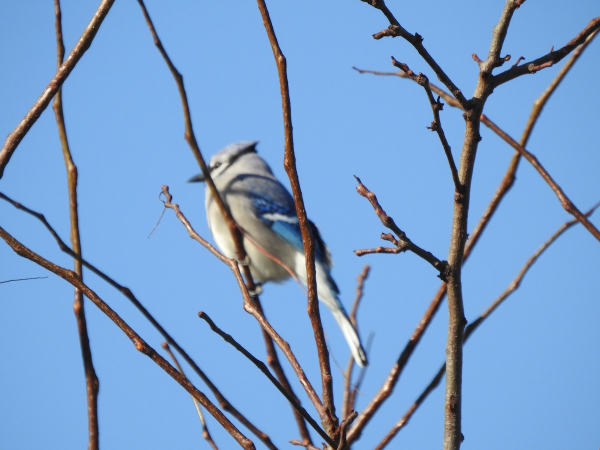 Blue Jay - ML610637590