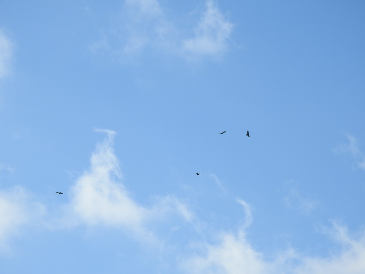 Turkey Vulture - ML610637594