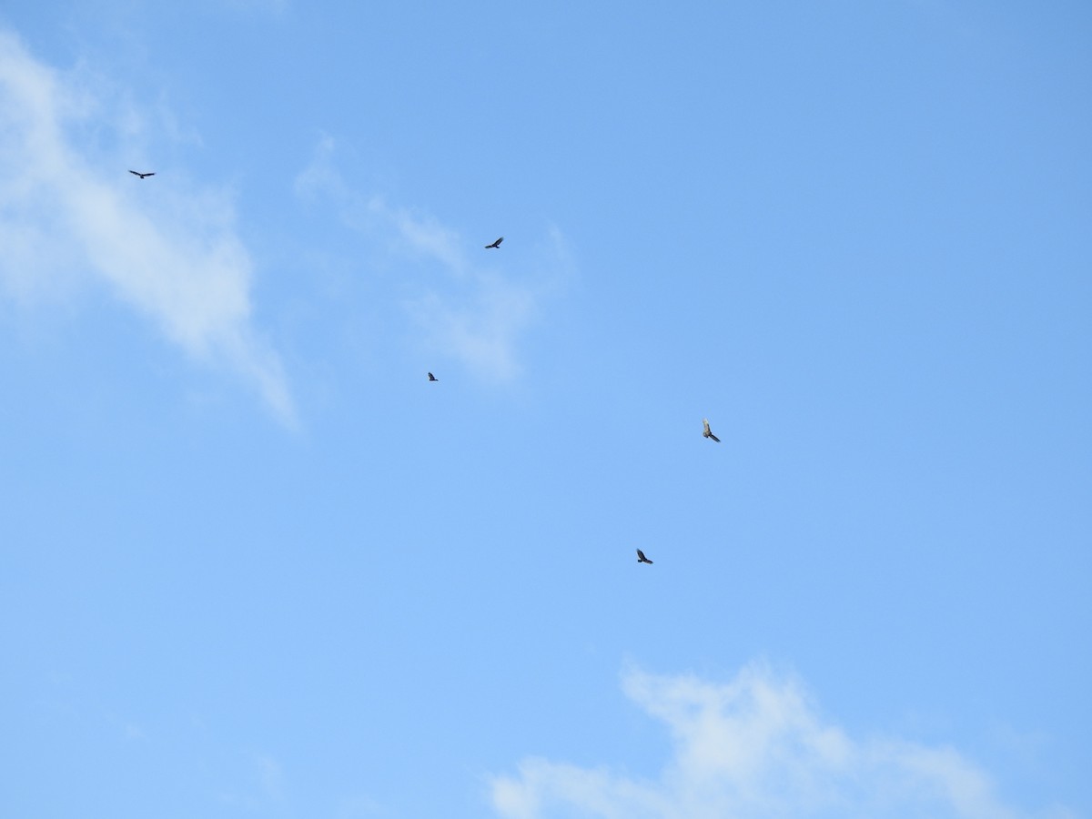 Turkey Vulture - ML610637595