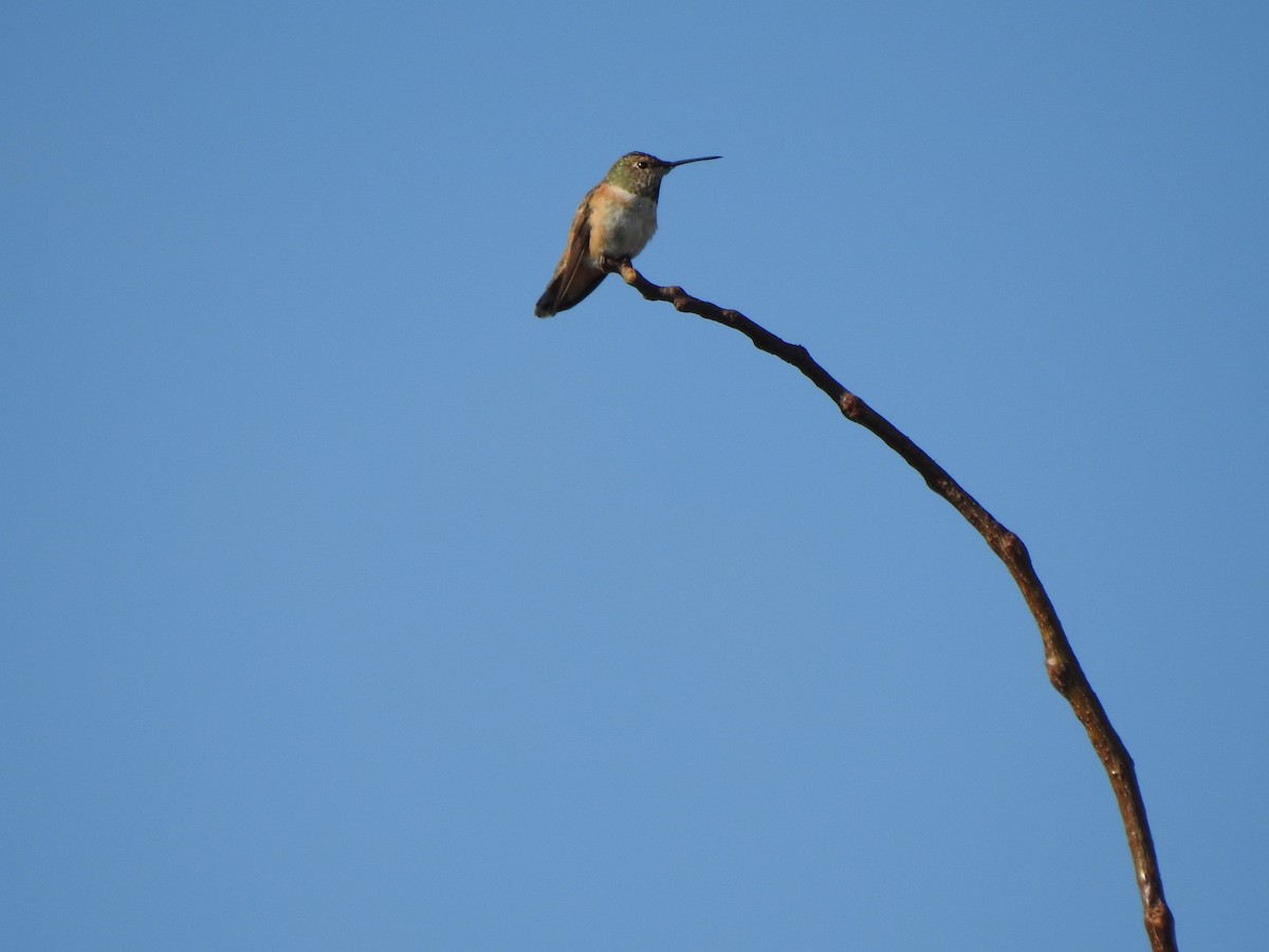 Rufous/Allen's Hummingbird - ML610637599