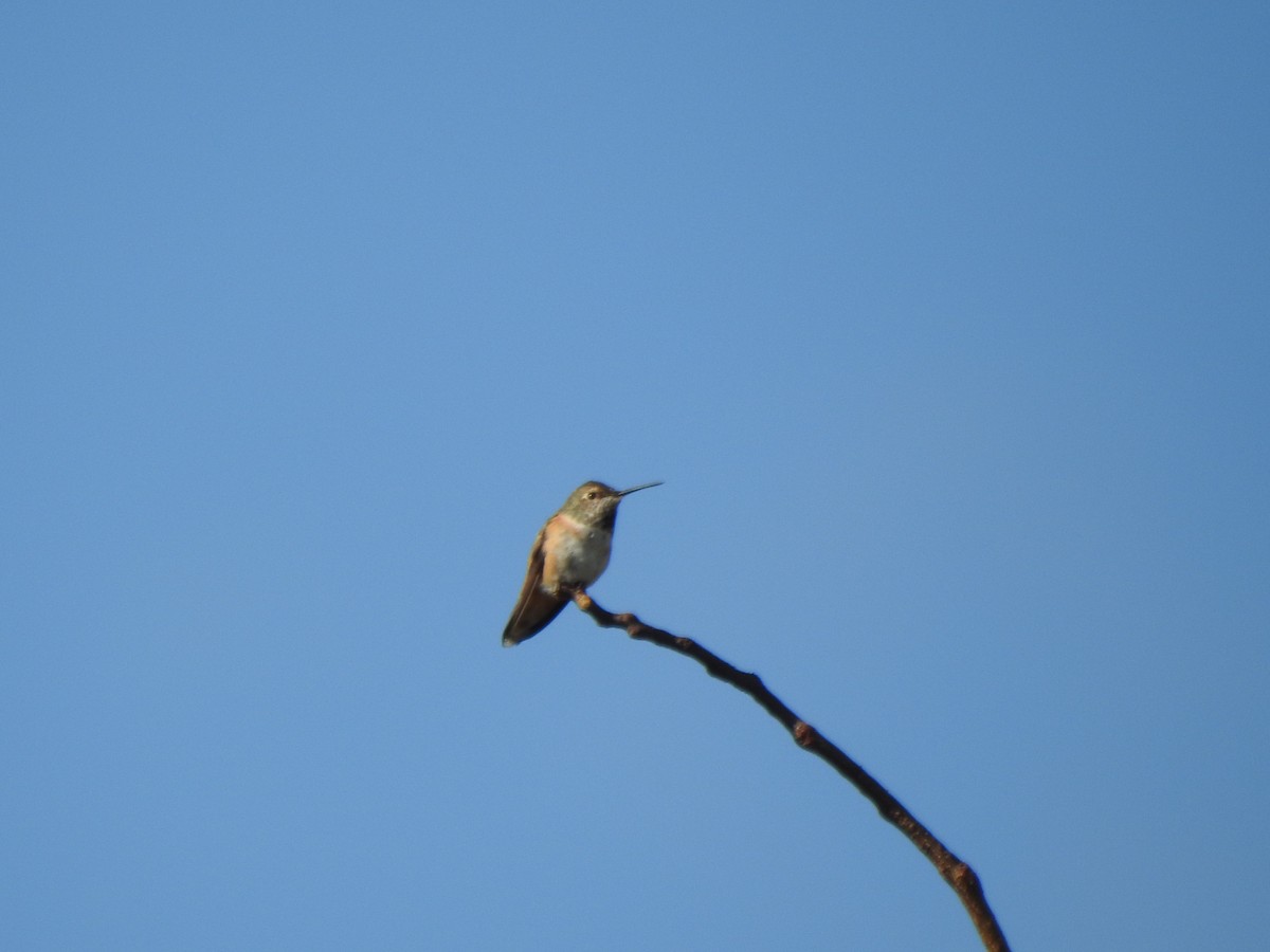 Rufous/Allen's Hummingbird - ML610637601