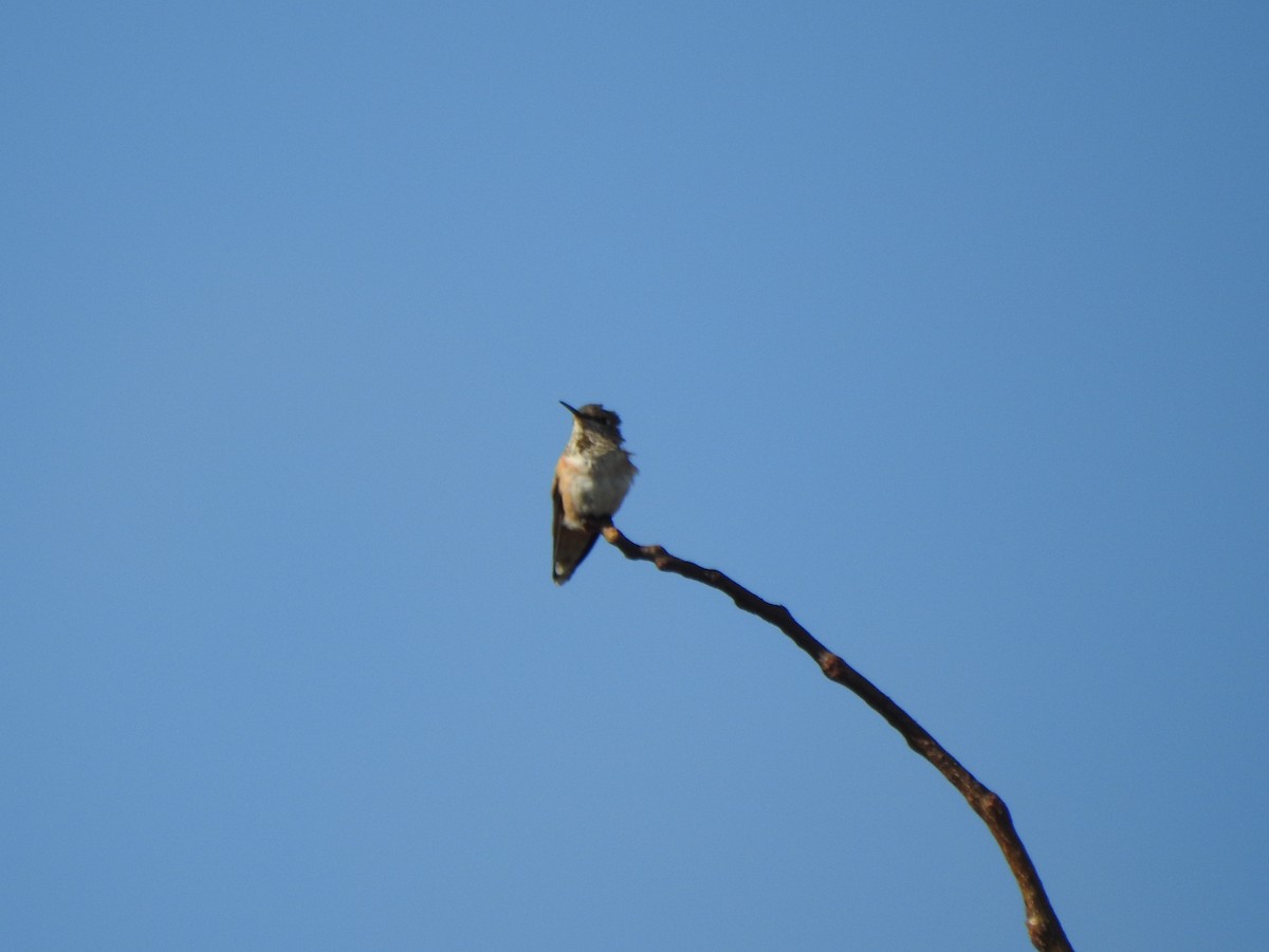 Rufous/Allen's Hummingbird - ML610637602