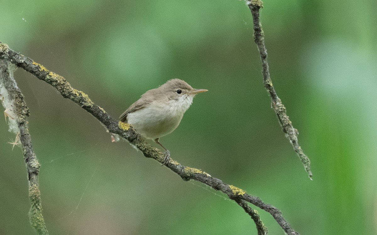 Western Olivaceous Warbler - ML610637612