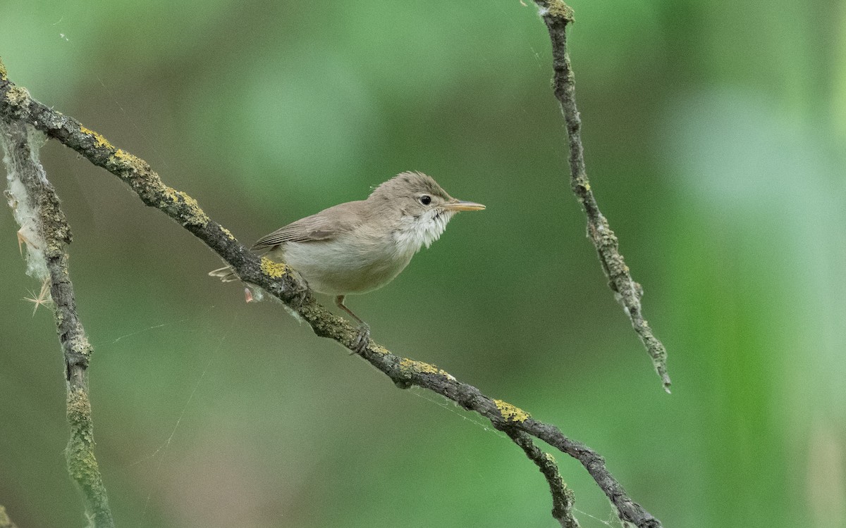 Western Olivaceous Warbler - ML610637613