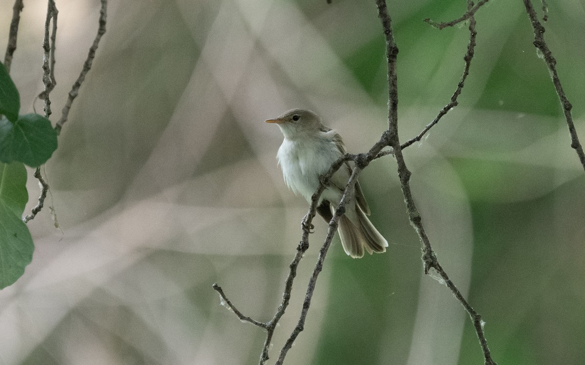Western Olivaceous Warbler - ML610637614