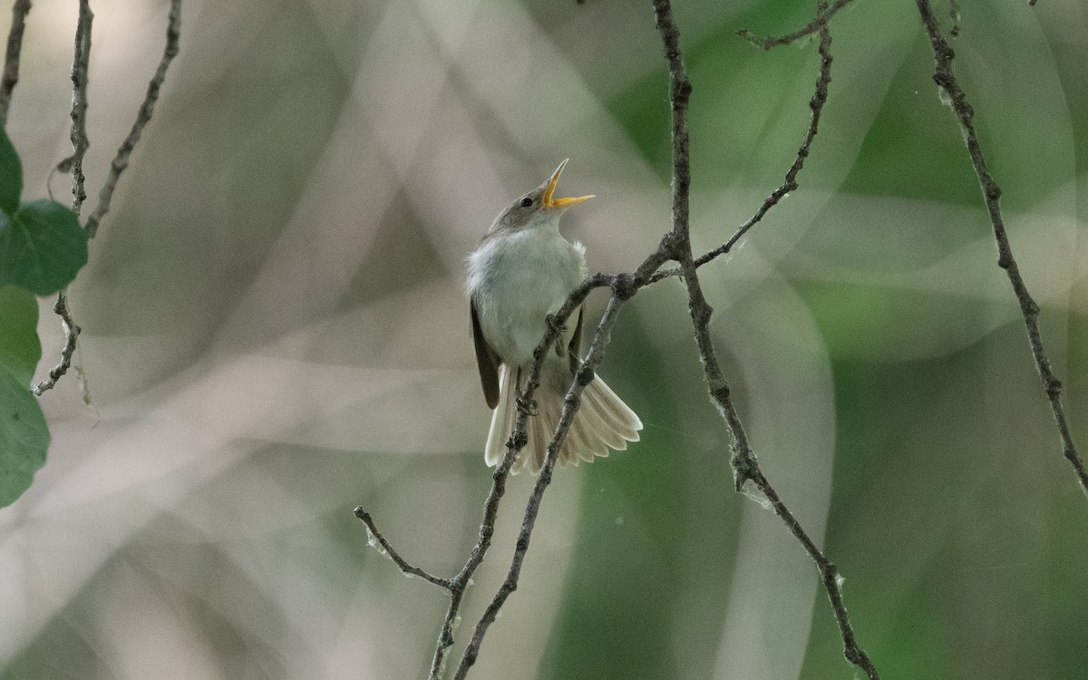 Western Olivaceous Warbler - ML610637615