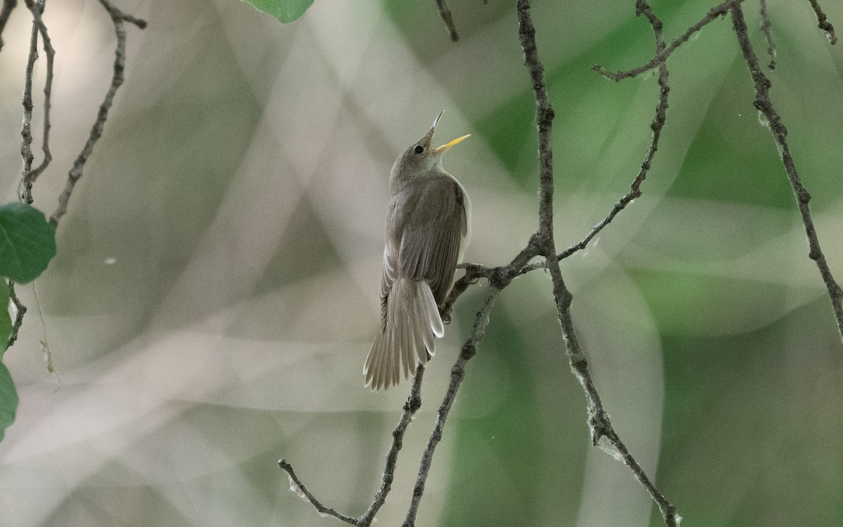 Western Olivaceous Warbler - ML610637616