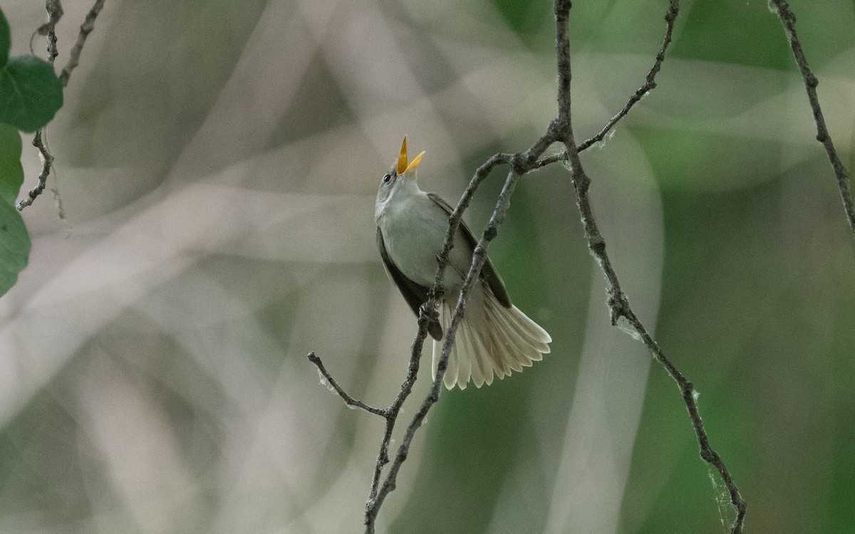Western Olivaceous Warbler - ML610637617