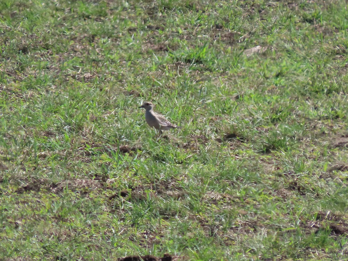 American Golden-Plover - ML610637670