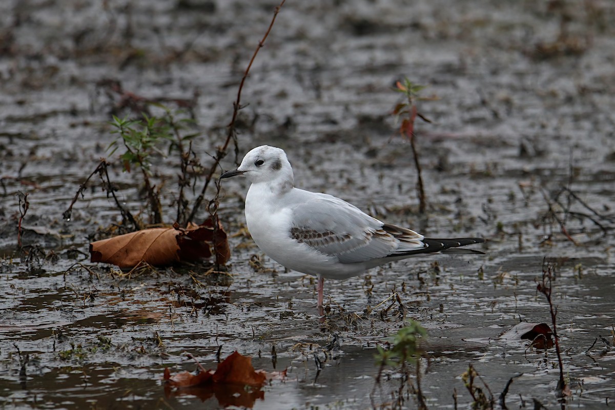 Bonaparte's Gull - Anthony Macchiarola