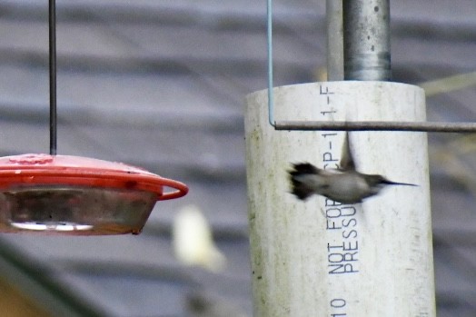 Ruby-throated Hummingbird - Steven Weiss