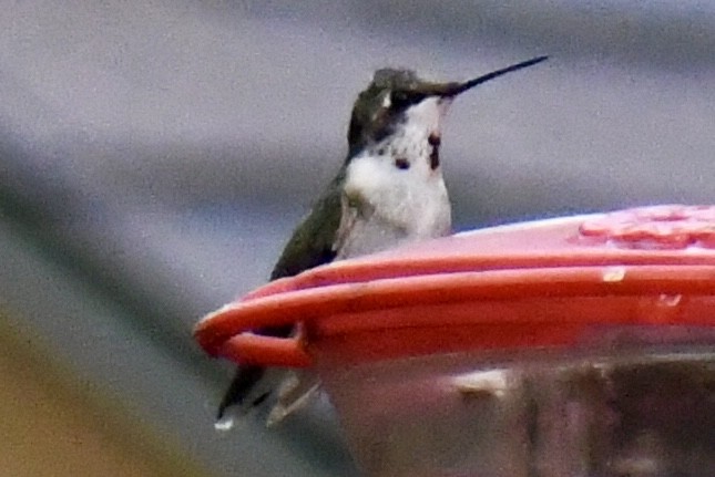 Ruby-throated Hummingbird - ML610637786