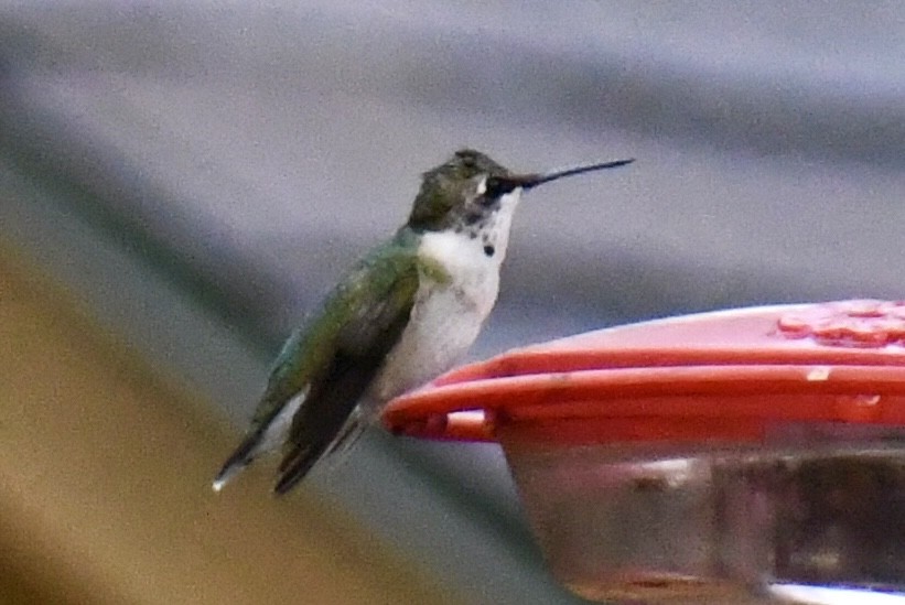 Colibri à gorge rubis - ML610637787