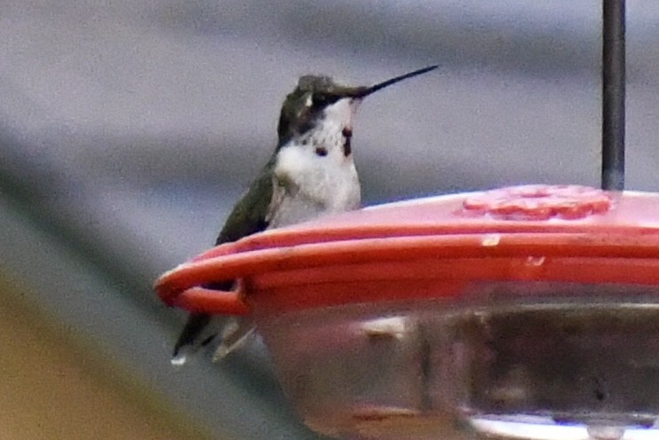 Colibri à gorge rubis - ML610637788