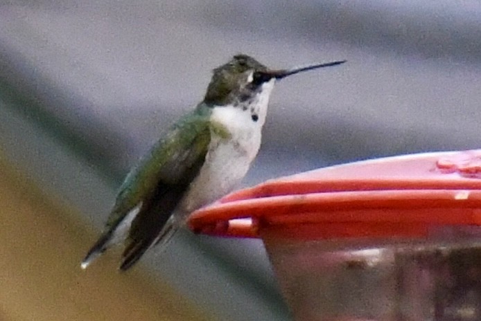 Colibri à gorge rubis - ML610637789