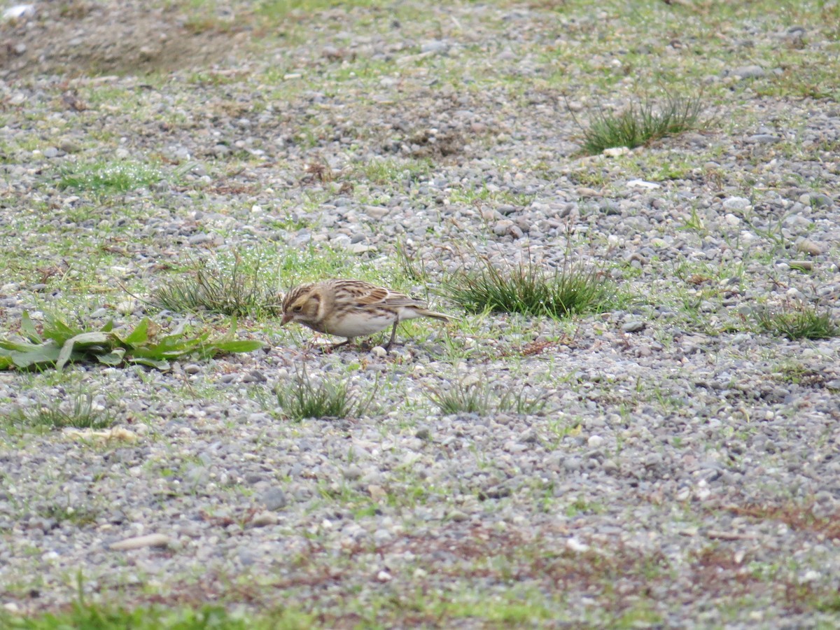 Lapland Longspur - ML610637808