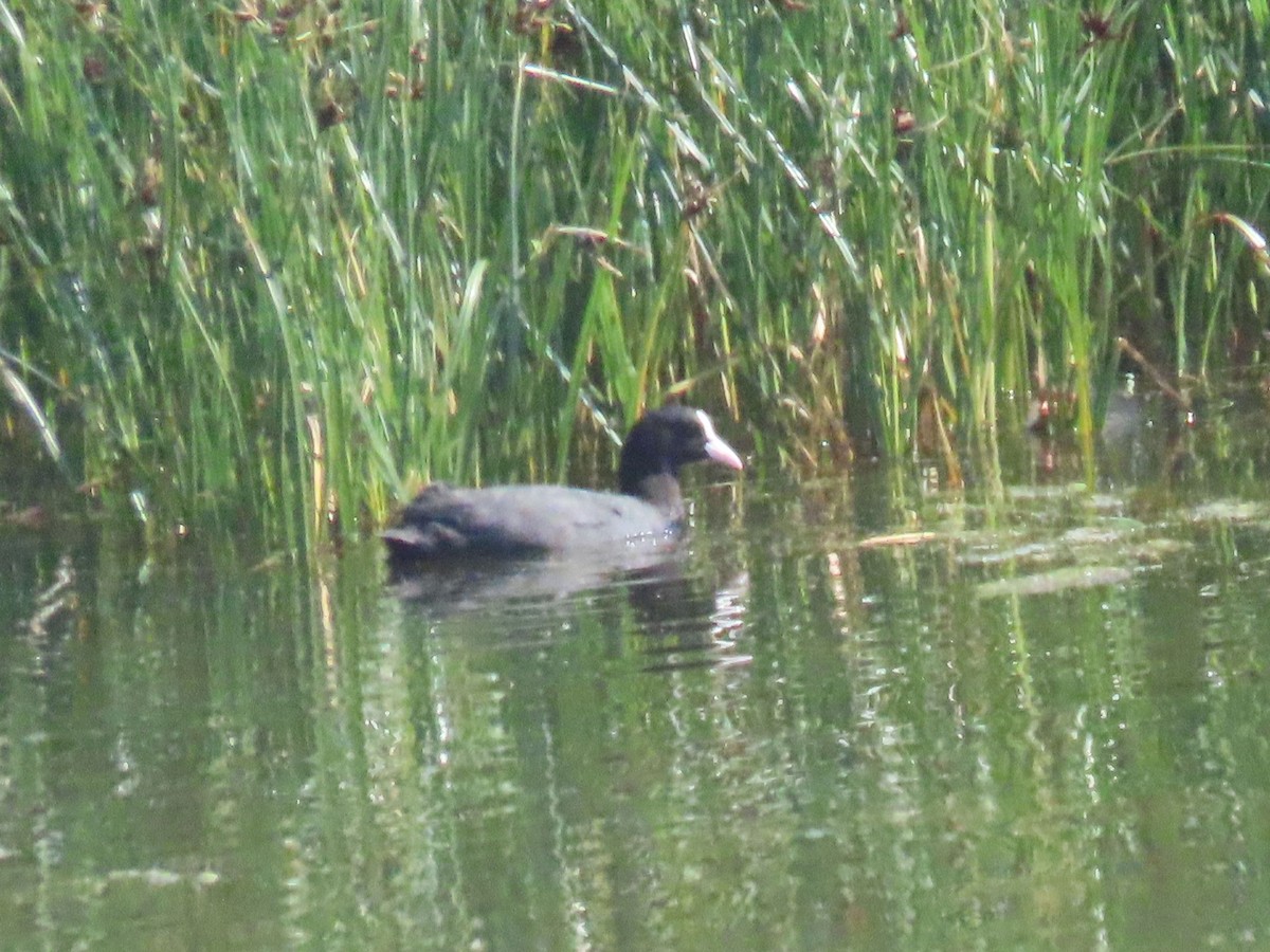 Eurasian Coot - ML610637946