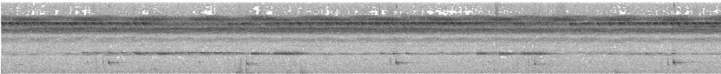 Bindenschwanz-Nachtschwalbe (latifascia) - ML610638051