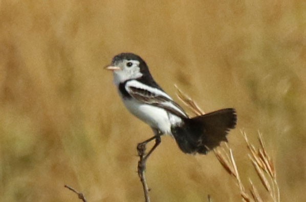 Cock-tailed Tyrant - ML610638087