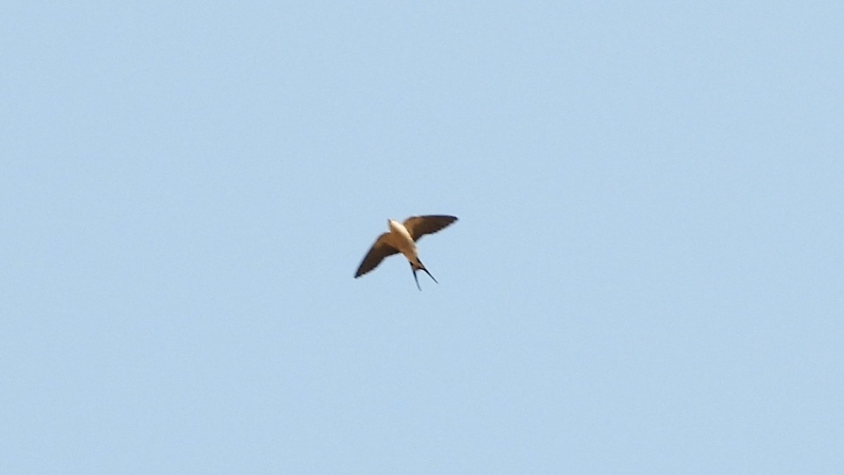 Greater Striped Swallow - ML610638097