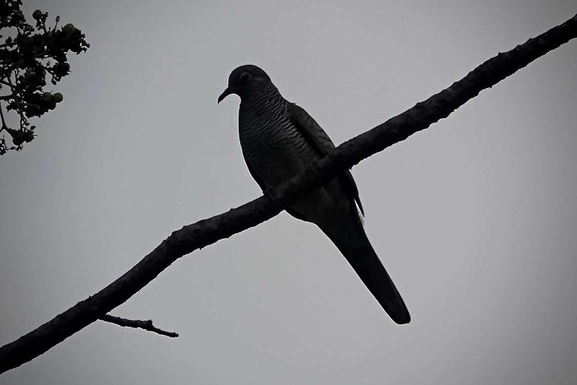 Barred Dove - ML610638100