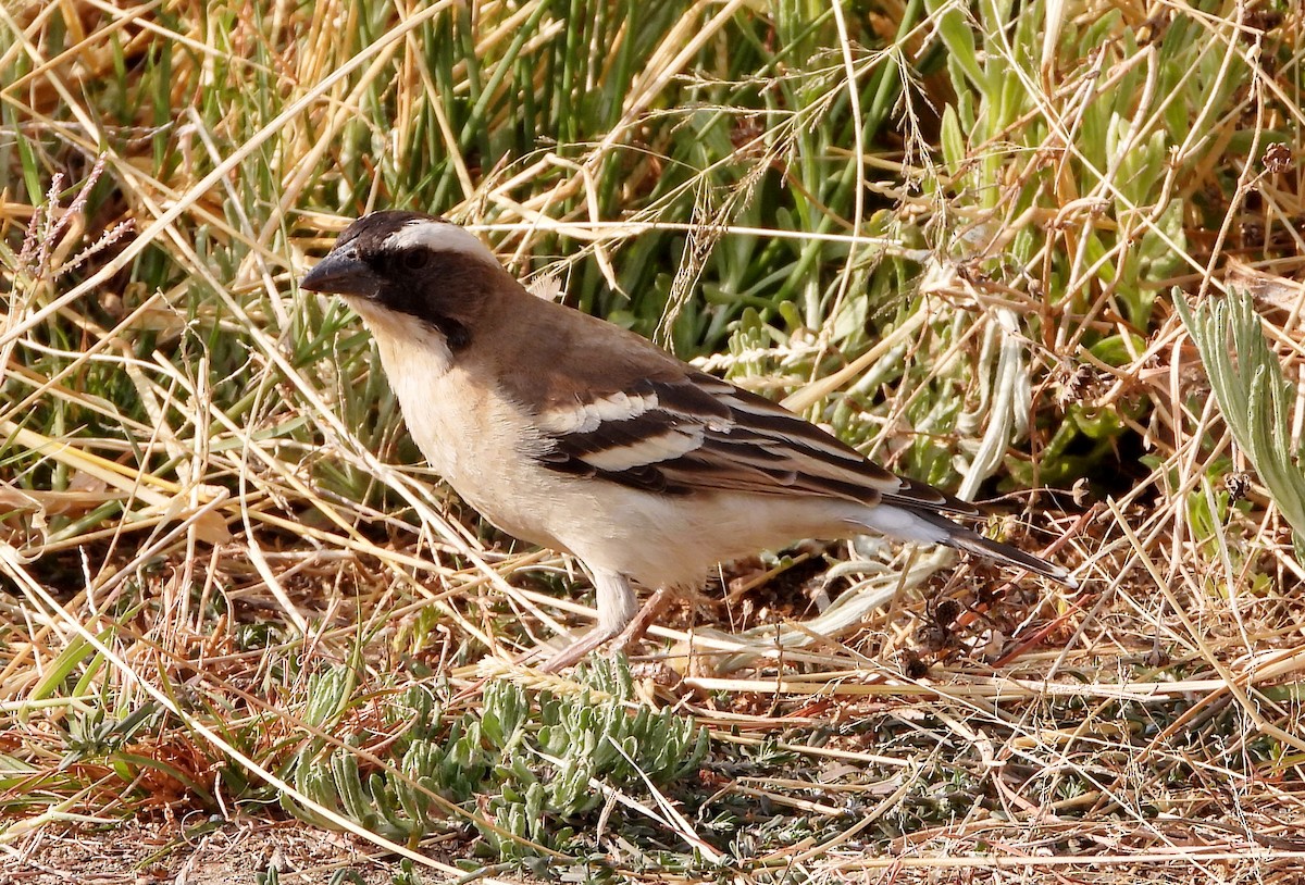 White-browed Sparrow-Weaver - ML610638122